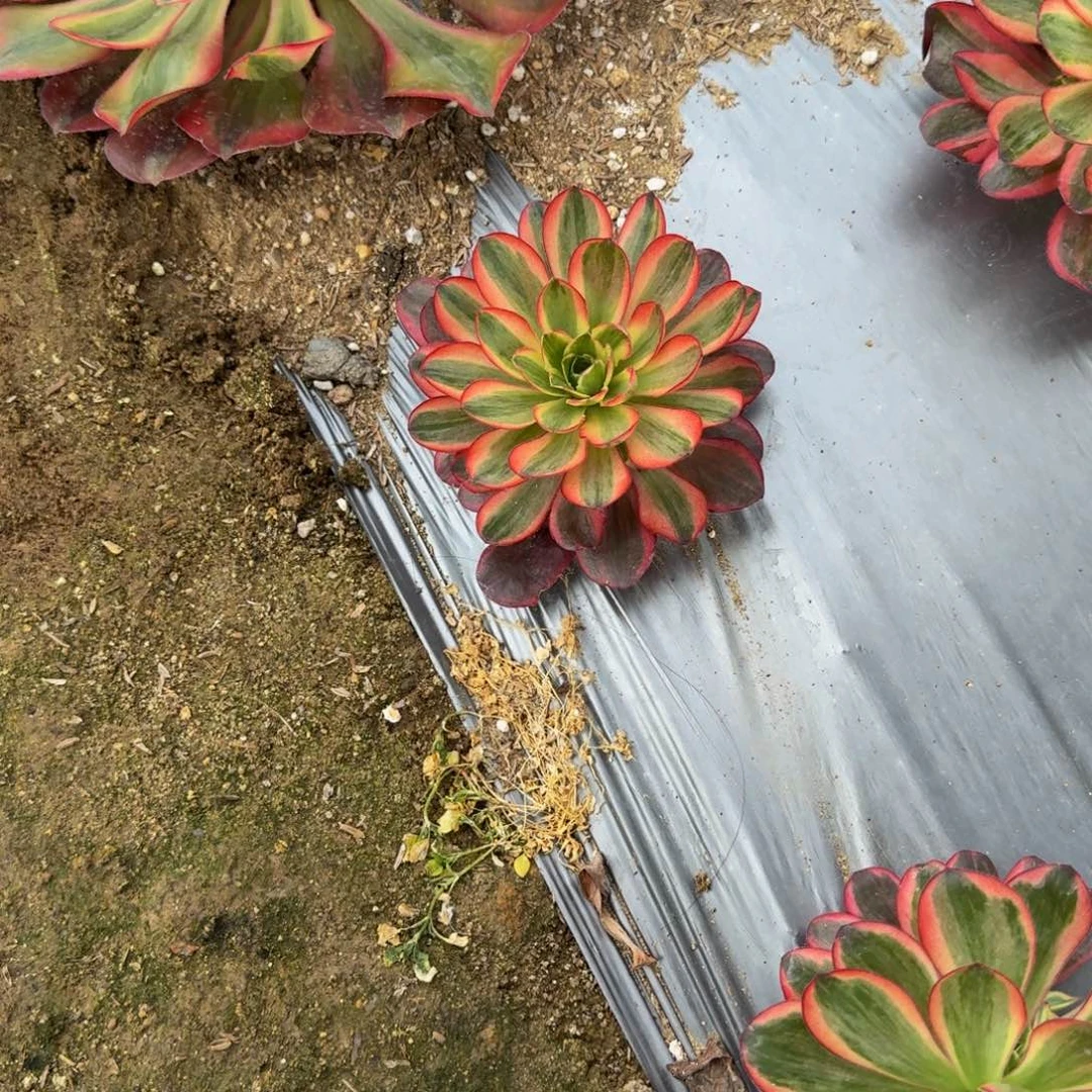 心**佛一矿泉水瓶。多肉植物。