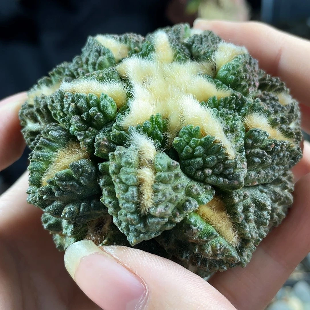 14号无根割尤龟甲牡丹7