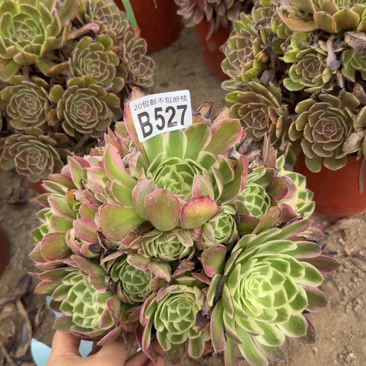 海王……多肉植物……