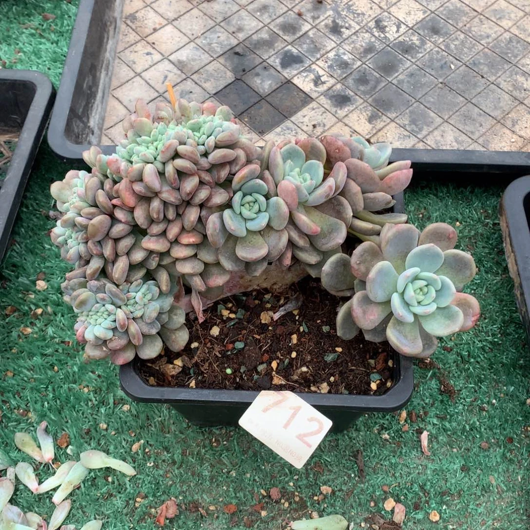 712冰橙缀多肉植物！！！！