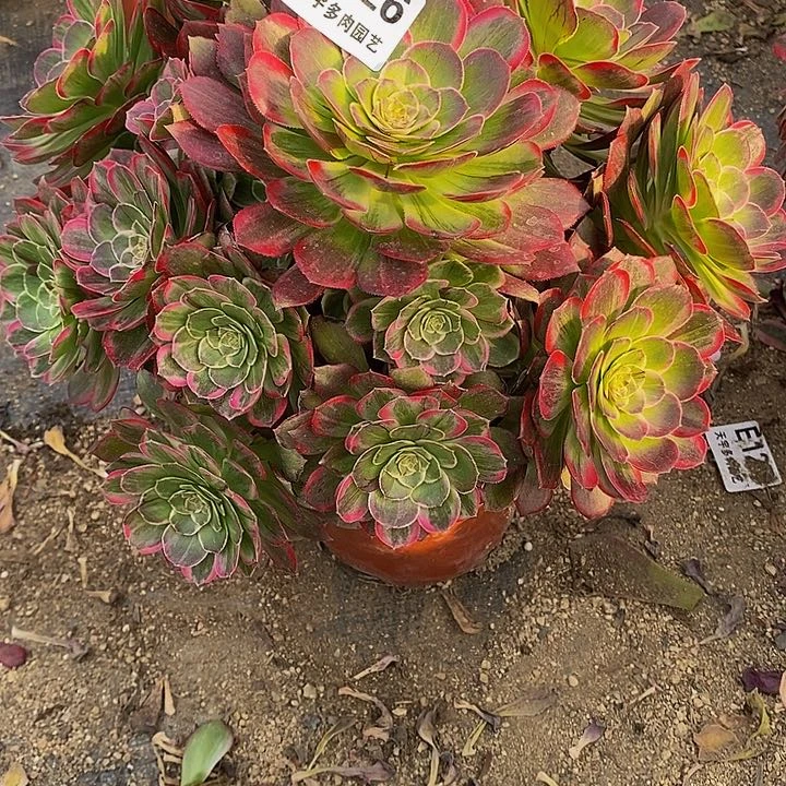 多肉莲花726多肉