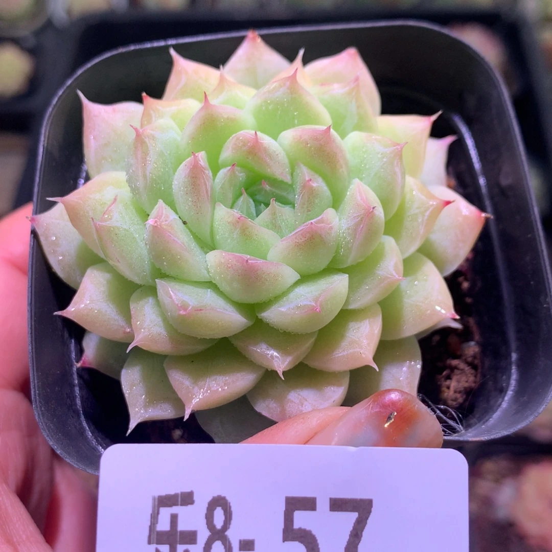 乐然 8-57 麦秆单头