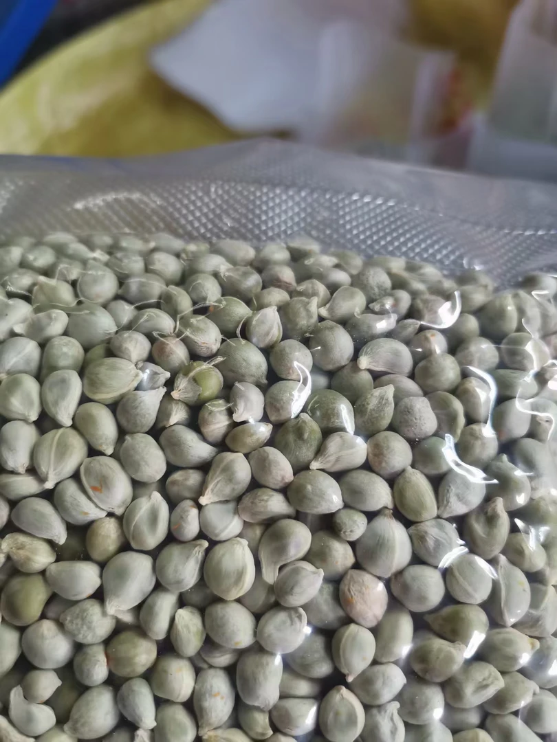 福豆野山柑熟鲜果可食用可剥籽留种