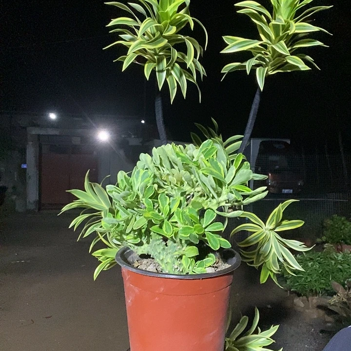 完全开放彩麒麟裸根发货