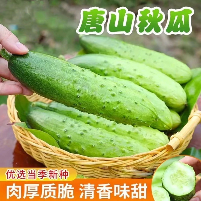 唐山秋瓜种子老品种秋黄瓜晚黄瓜高产水果黄瓜阳台小院盆栽地栽