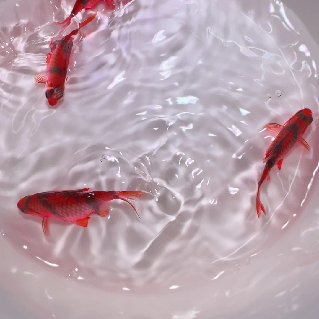 虎皮鱼红虎皮4条装5公分