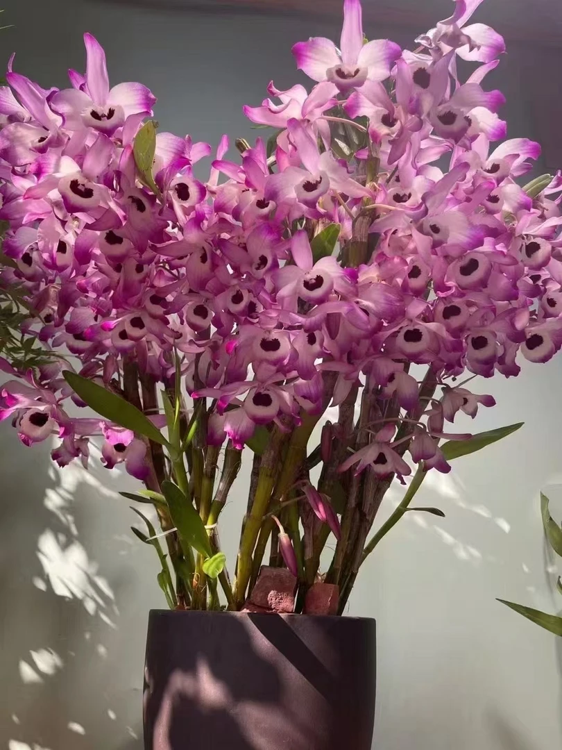 精品石斛花一盘