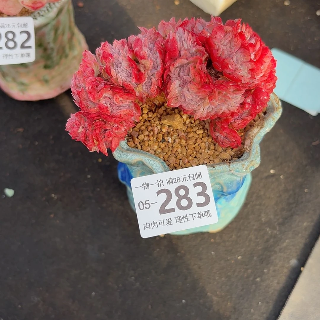 贝瑞缀无盆土发货无盆土发货无