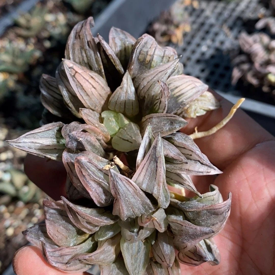 11140 两颗西瓜寿。 超级福利