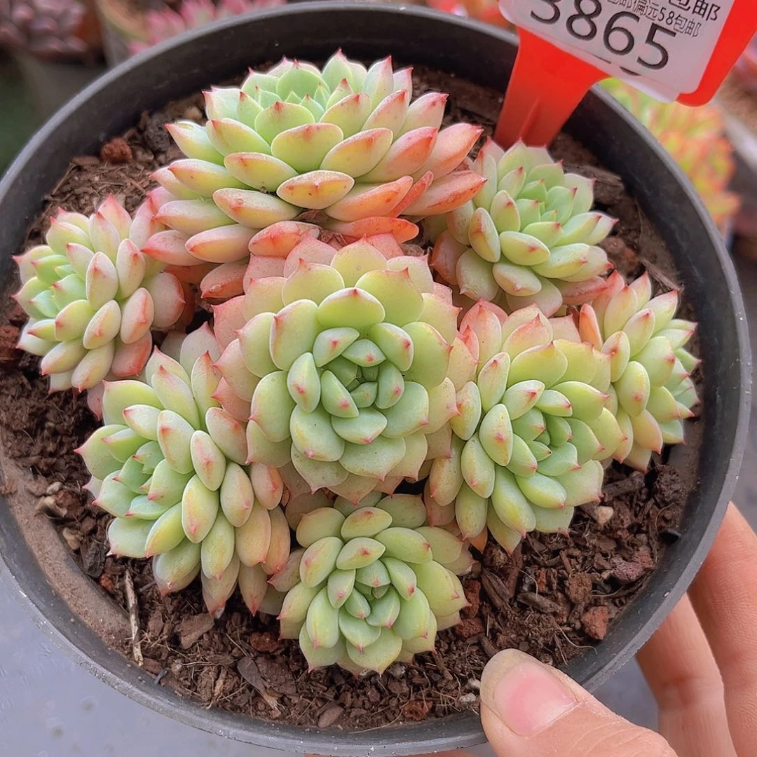 3865熊猫脸多肉植物