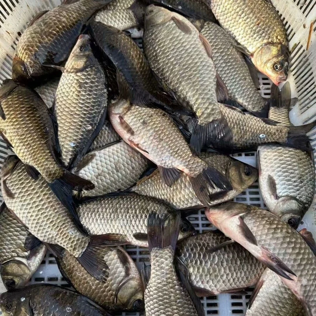 微湖纯野鲫鱼现捕现发不杀（每斤称6-8条）保鲜不保活