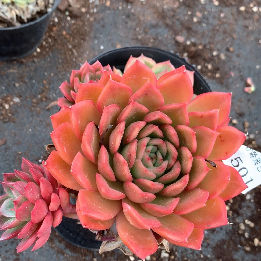 2501两颗杂交多肉植物