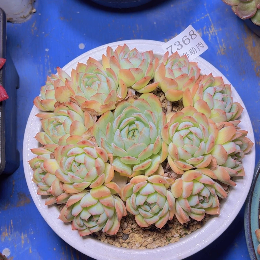 莎莎女王7368多肉植物