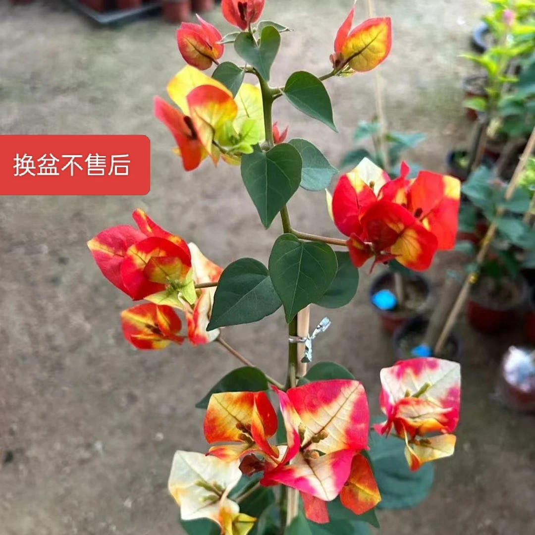 三角梅哪吒品种,适合阳台庭院种植