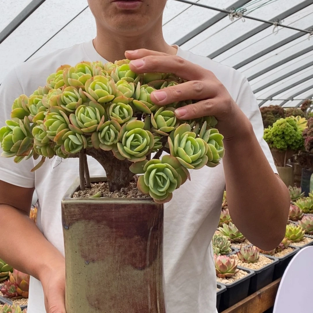 n***1碧桃朵朵缀不带盆土