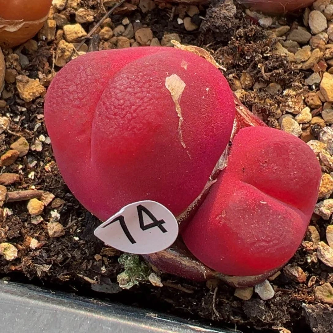 多肉植物11111111111111