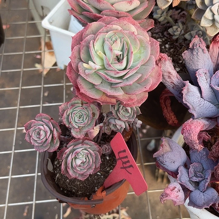 两单包邮，晨语多肉44玫瑰