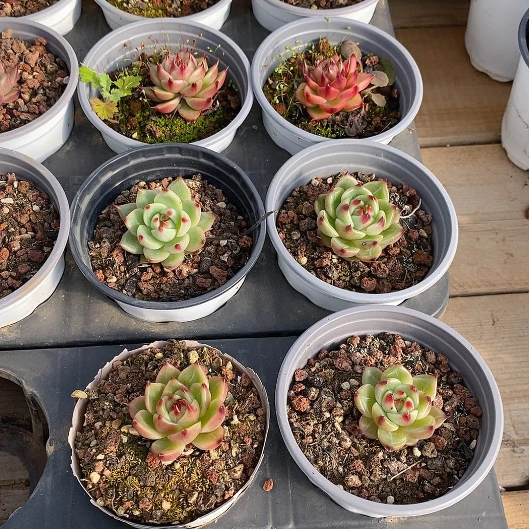 78 蓝龙小单头  福利