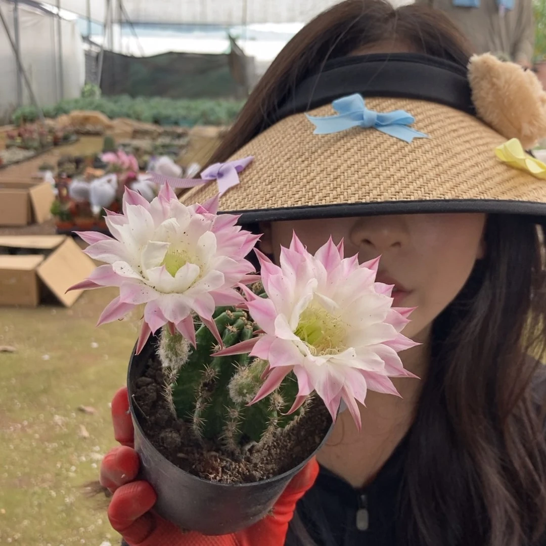 136彩草一物一拍仙人球