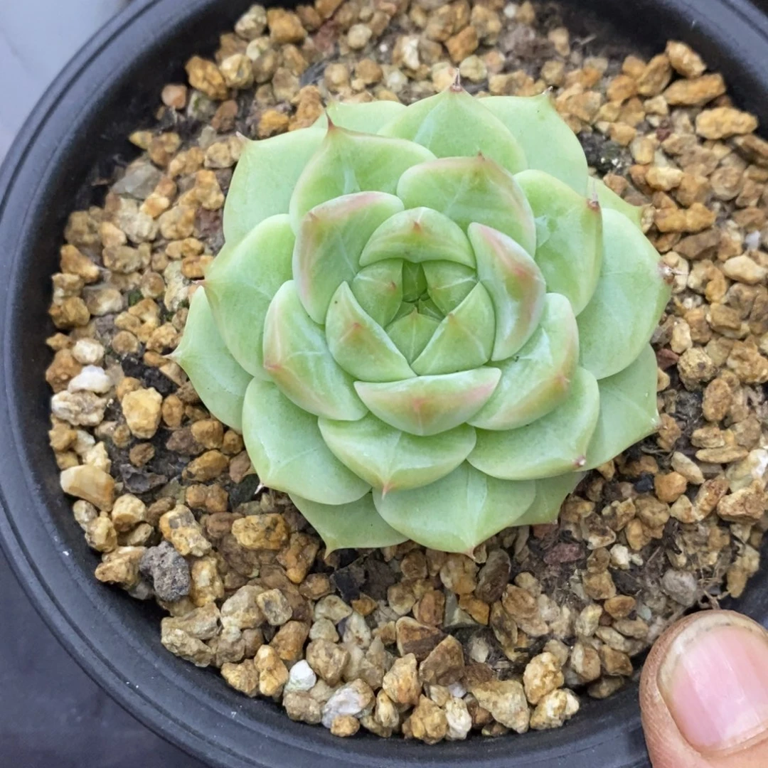 精品多肉一物一拍不包整287