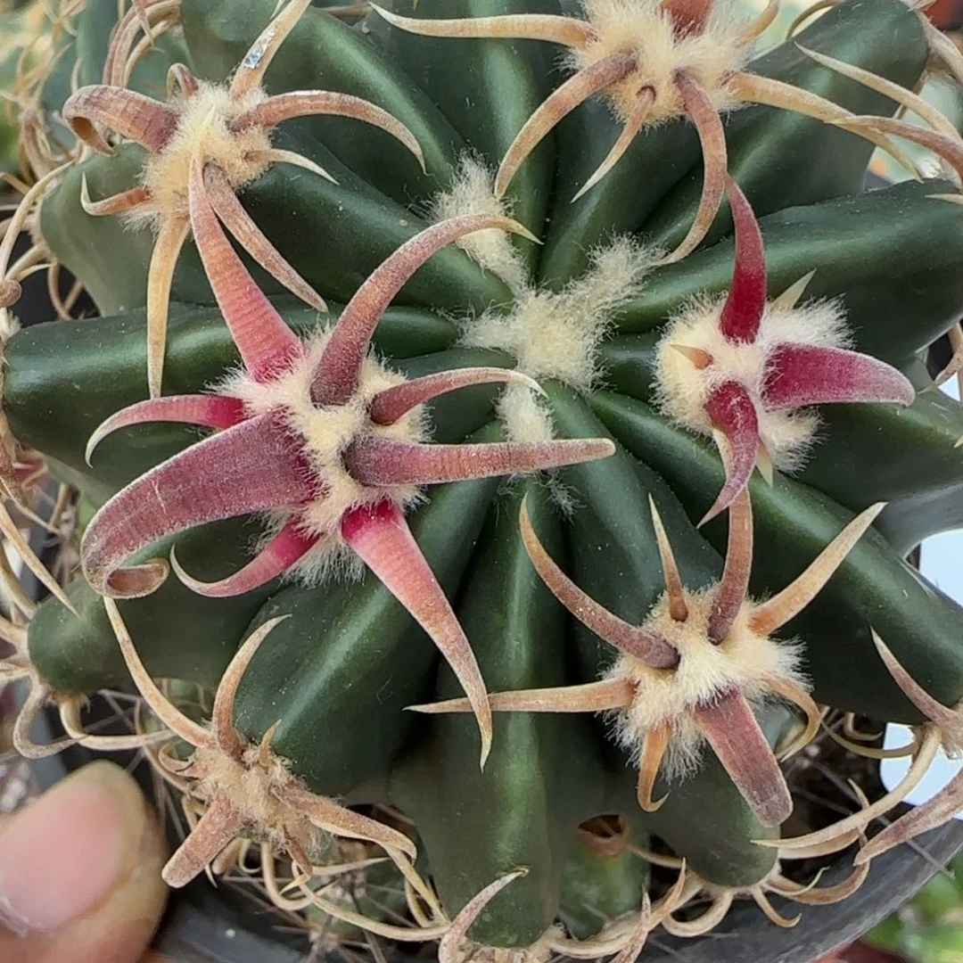 莲***花无花朵舞藏王凌波双头苗接