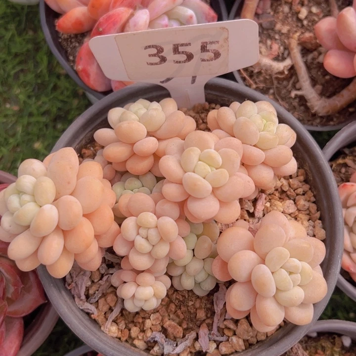 健健康康平平安安