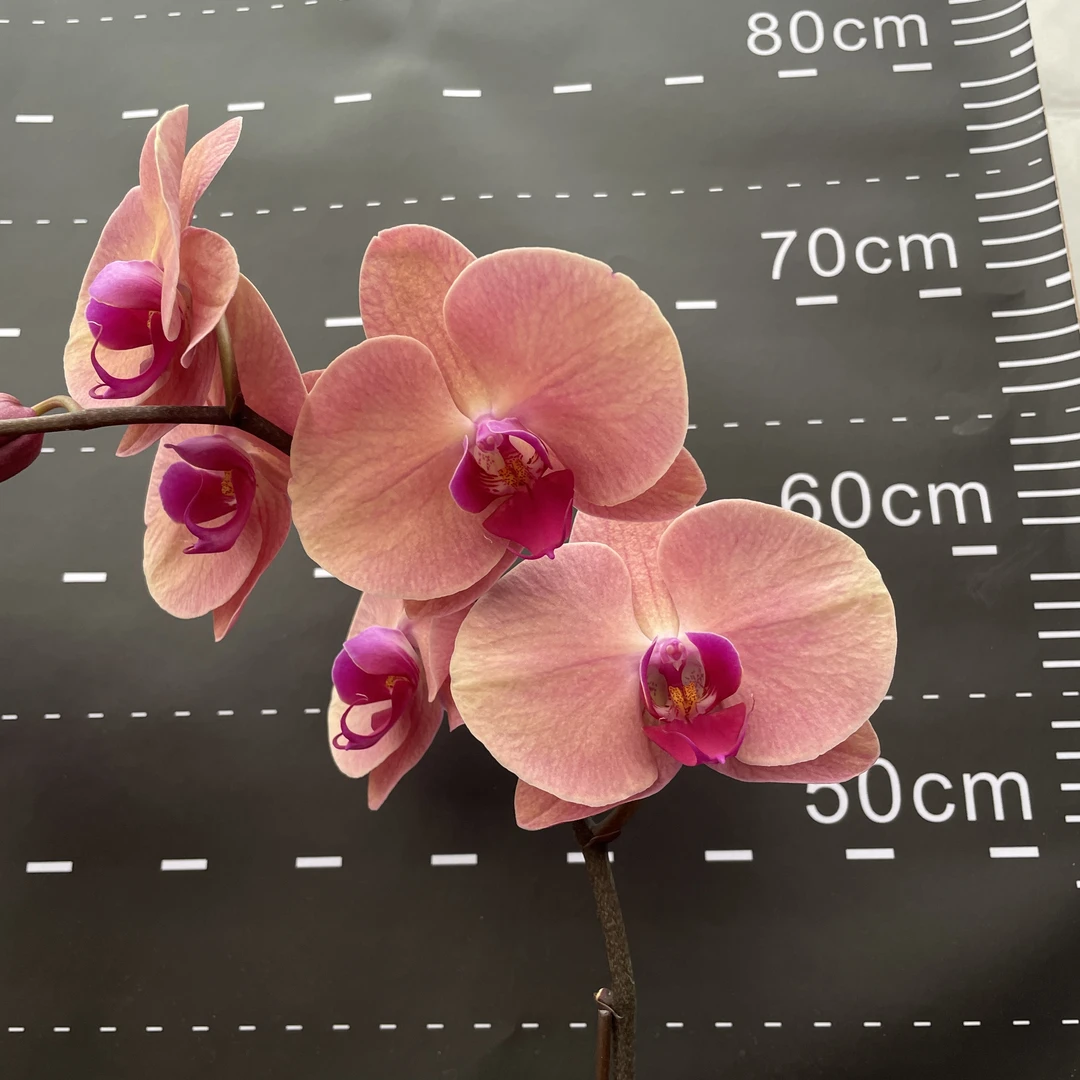 【欣欣向荣】2.8寸蝴蝶兰带花带盆组好适用于客厅别墅办公室年宵花