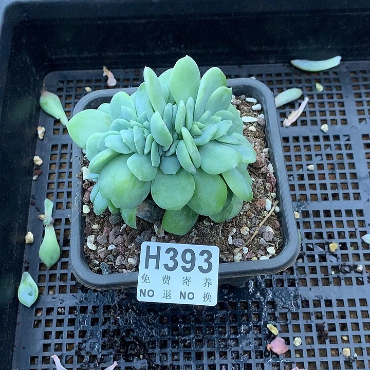 天鹅绒缀化 非偏远38包邮、节后发