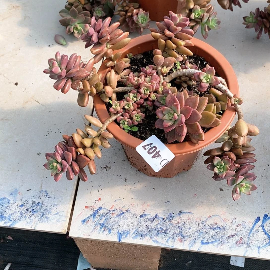 心*407姬陇月多肉植物