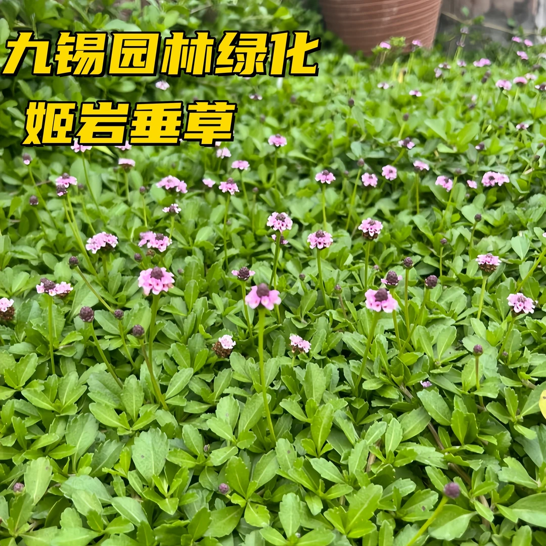 姬岩垂草地被植物庭院园林公园绿化绿植被 易成活植物小苗直销