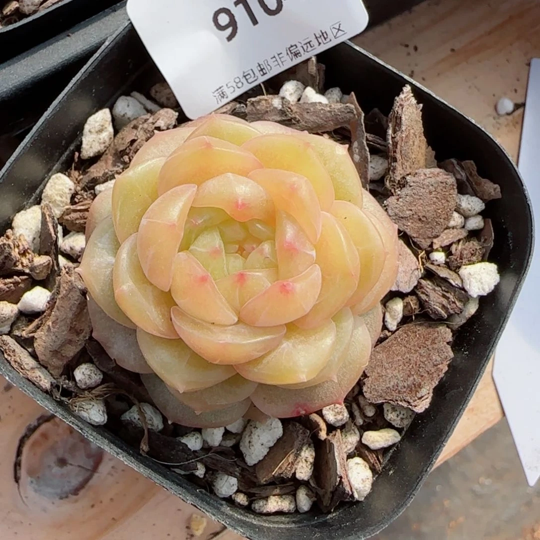 珍妮，9104多肉植物