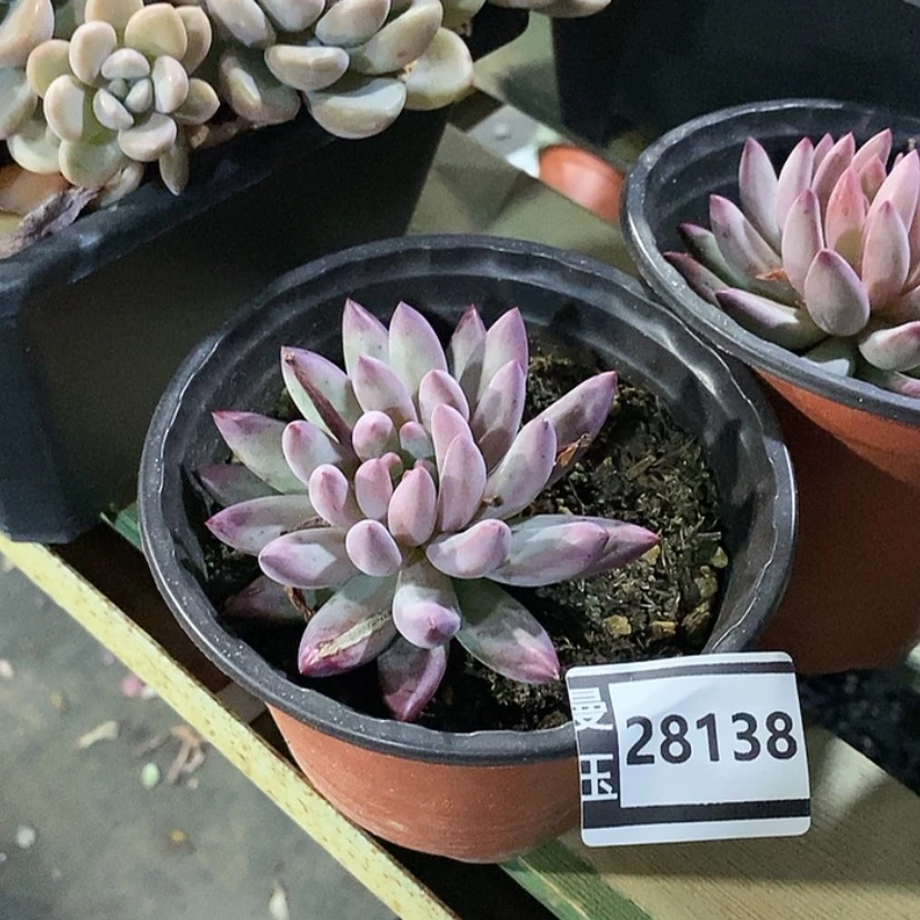 【闪购商品】虞美人28138