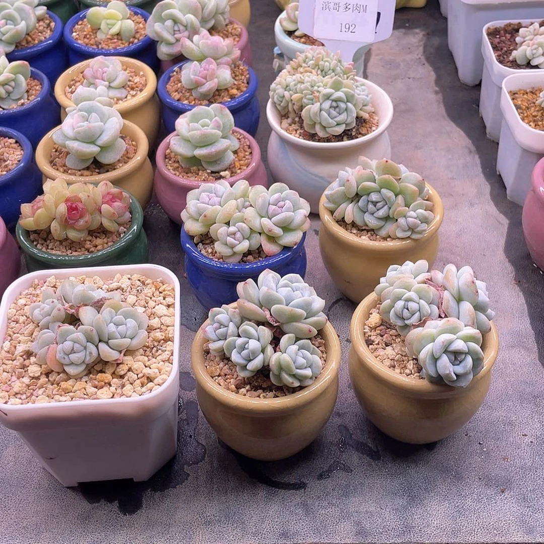 米*滨哥多肉M192厚叶月影缀化福利