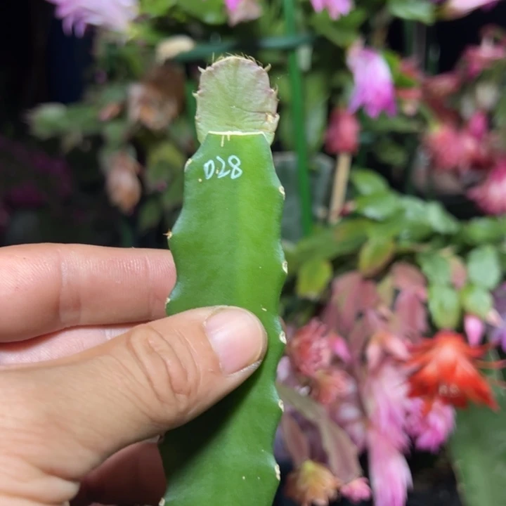 028嫁接瑕疵小破苗一颗39.9