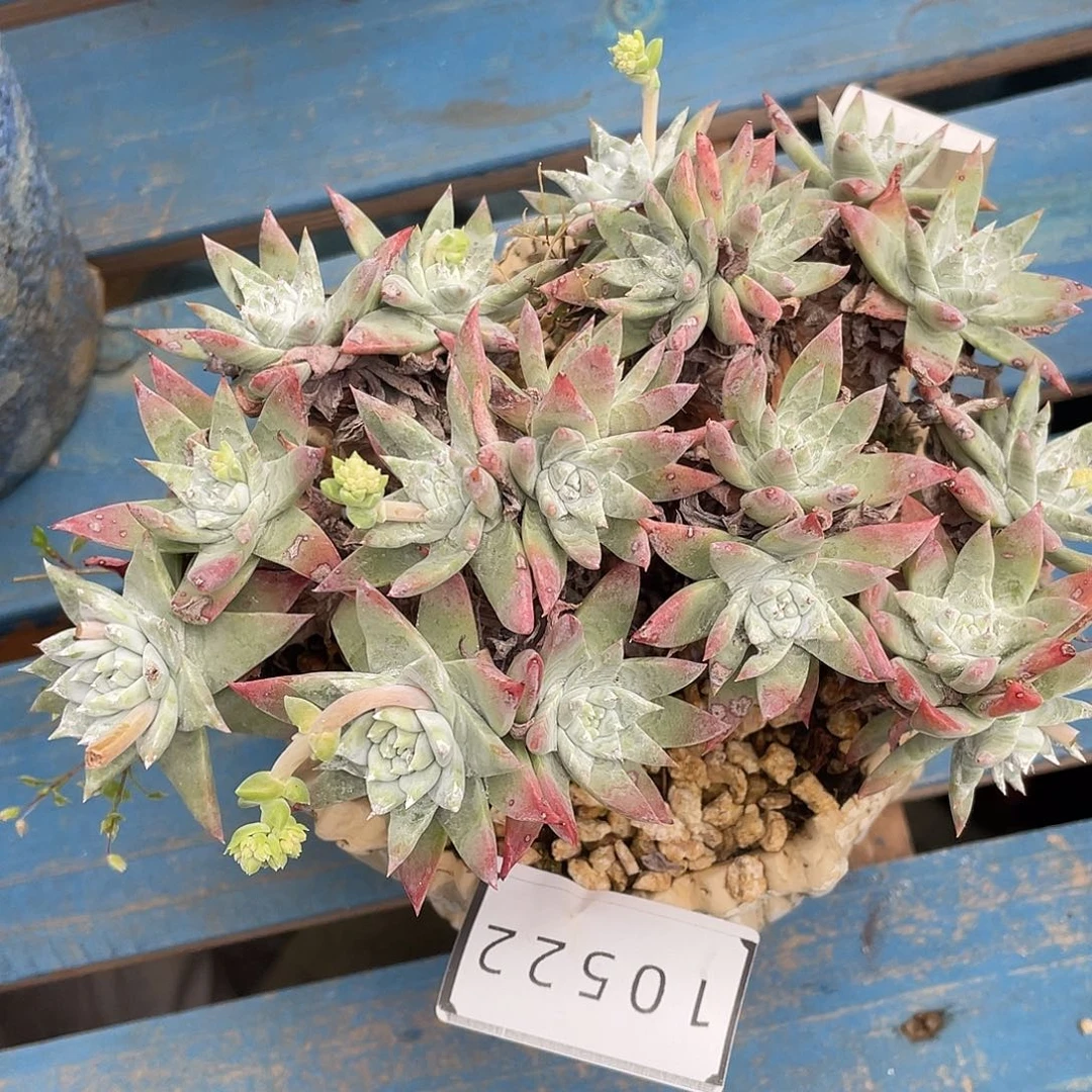 白菊苹果叶老桩10522