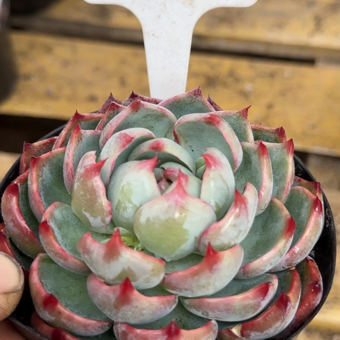 火焰惊鸿一物一拍包装收缩花旱201