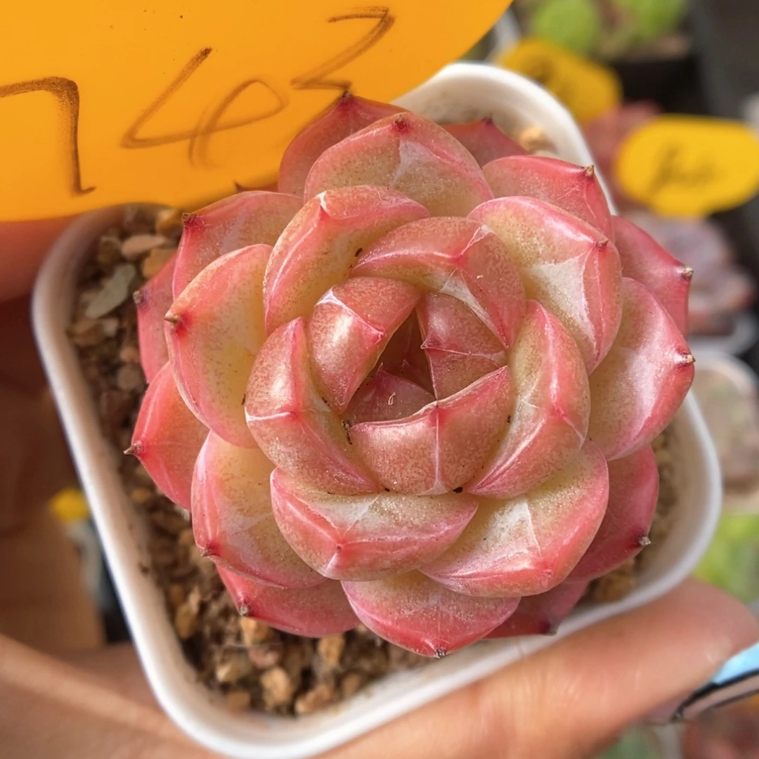 油透珍妮可拍743号