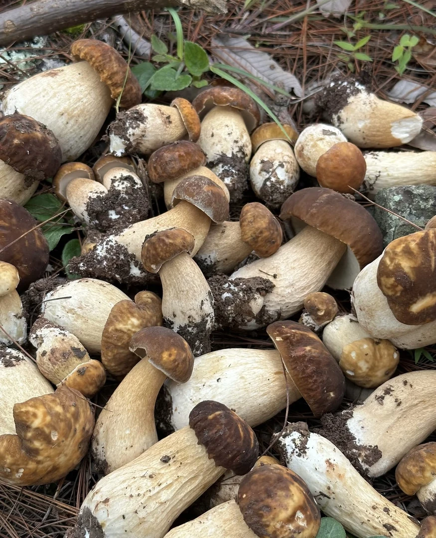 现采林下生长新鲜赤松茸顺丰包邮美味蘑菇