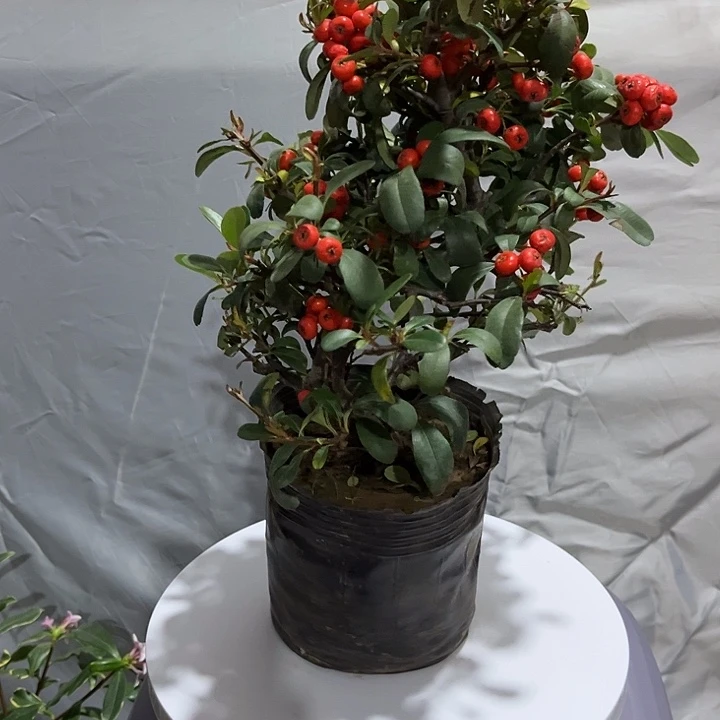 当前无花栽培后可以开花