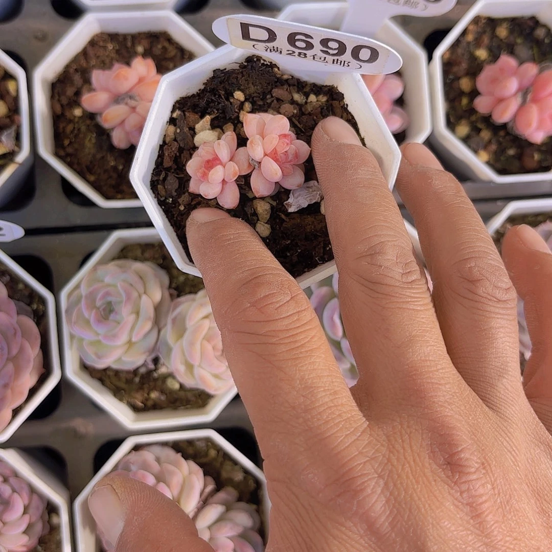 `****多D690星星雪一物一拍