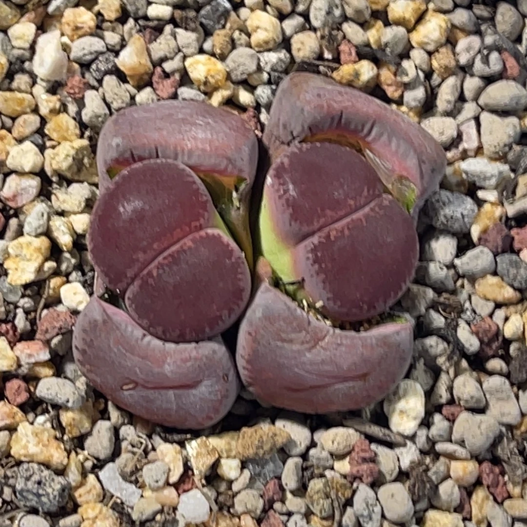 7138双头酒红紫薰绒绒