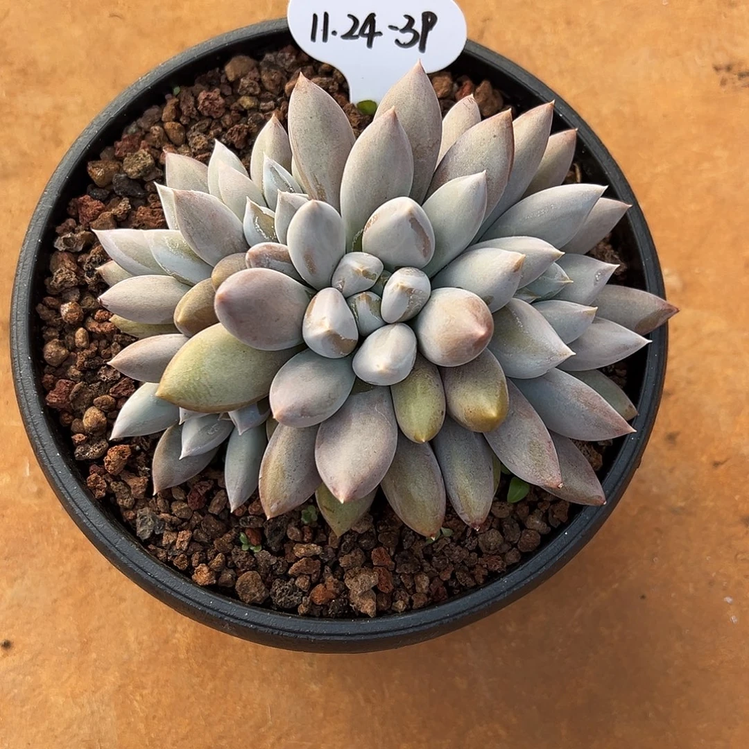 F***y1124-39哥特萝莉群