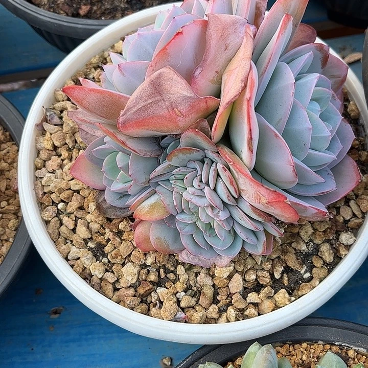 多肉植物一物一拍