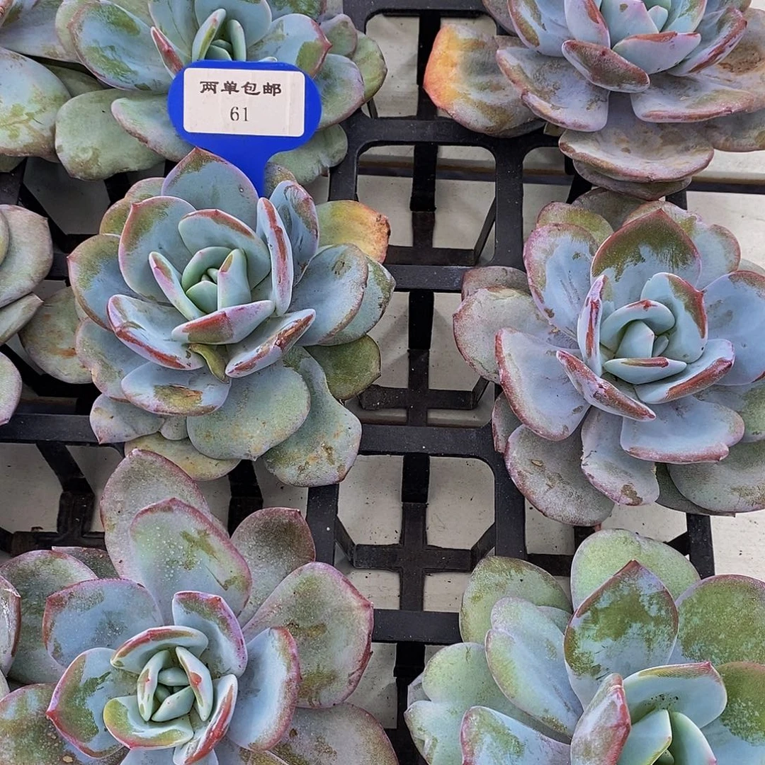 61-开播母本韩版老桩奶茶单头大的加小的