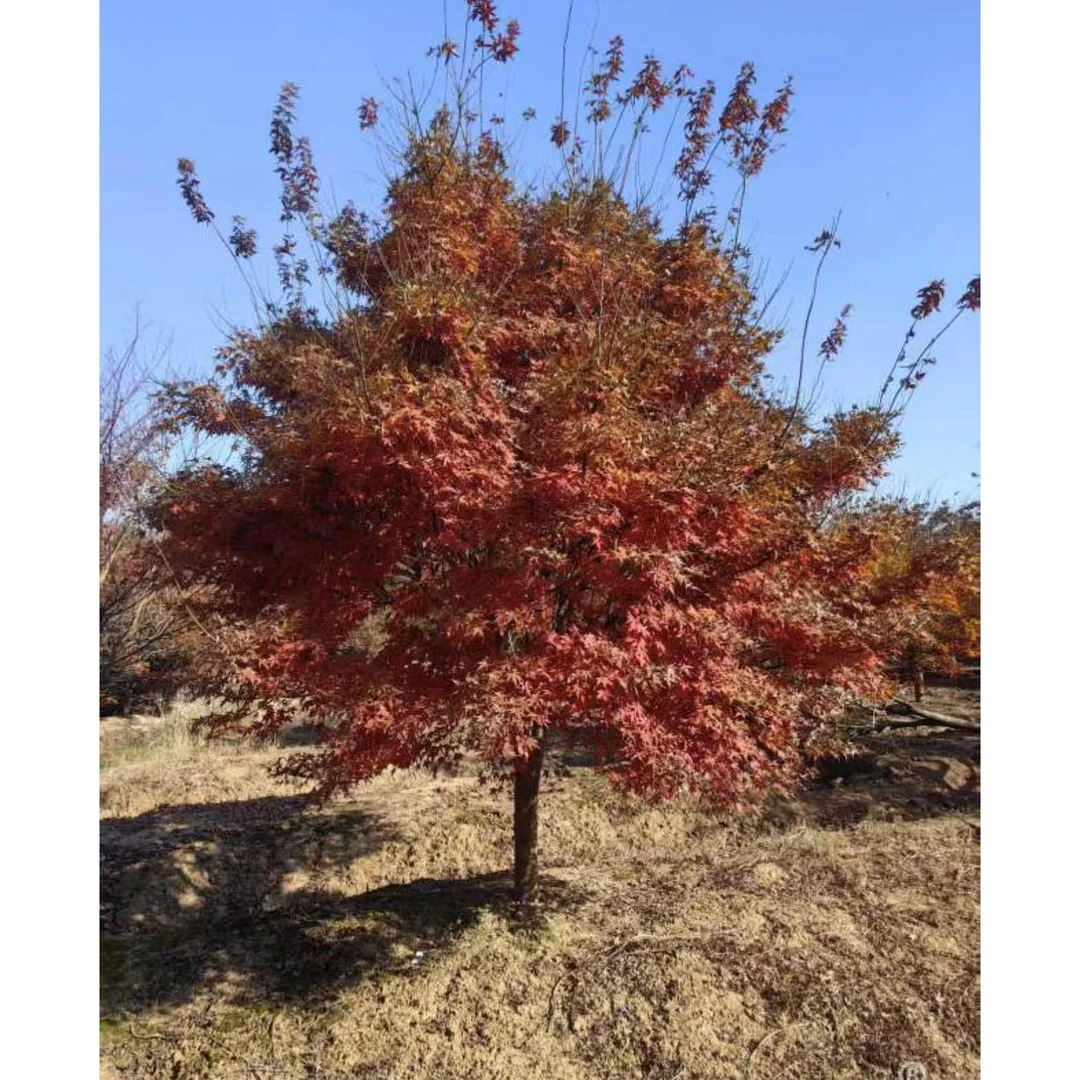 小叶鸡爪槭苗耐寒多年生庭院别墅室外绿植盆栽盆景耐寒耐旱