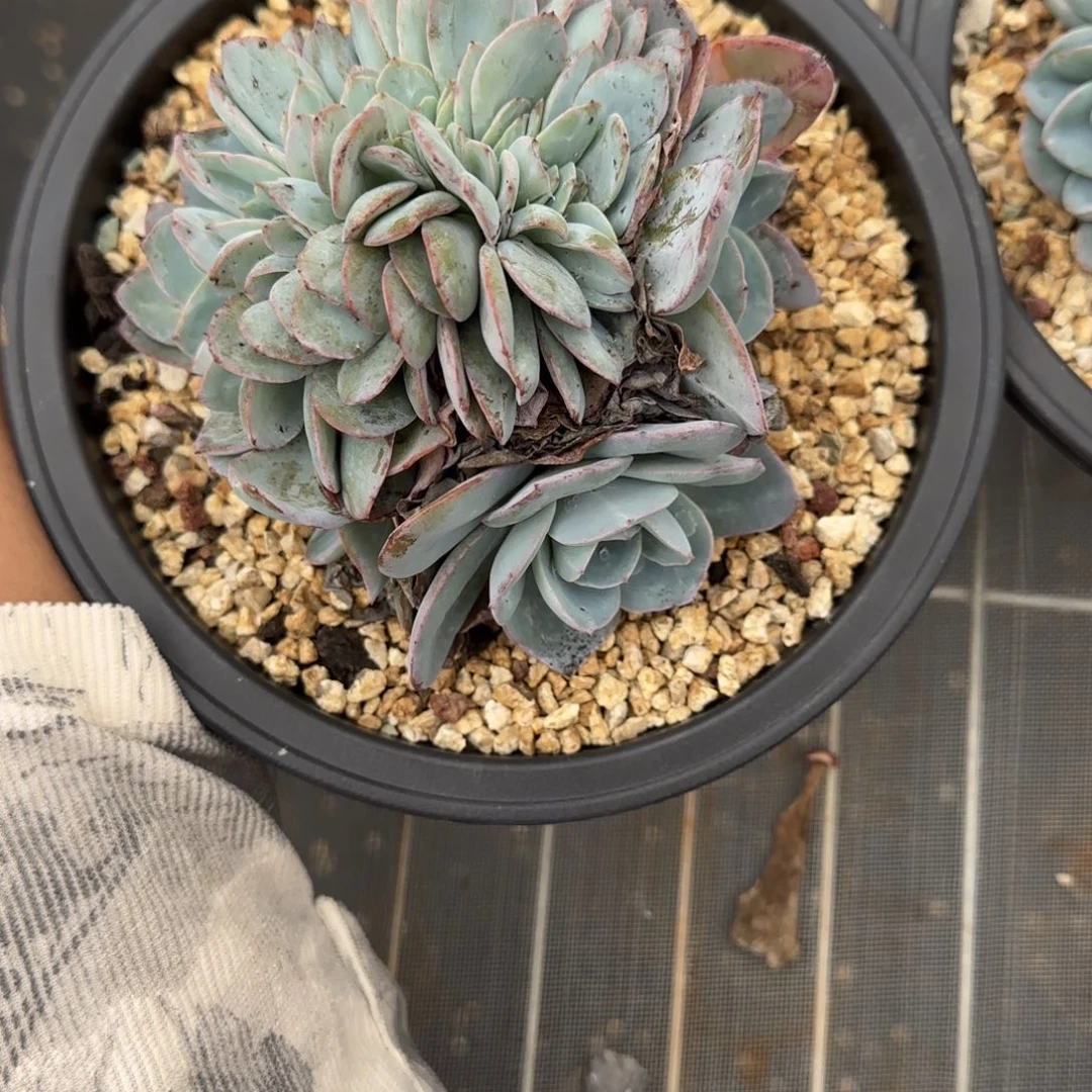 ****肉一物一拍布鲁南缀49