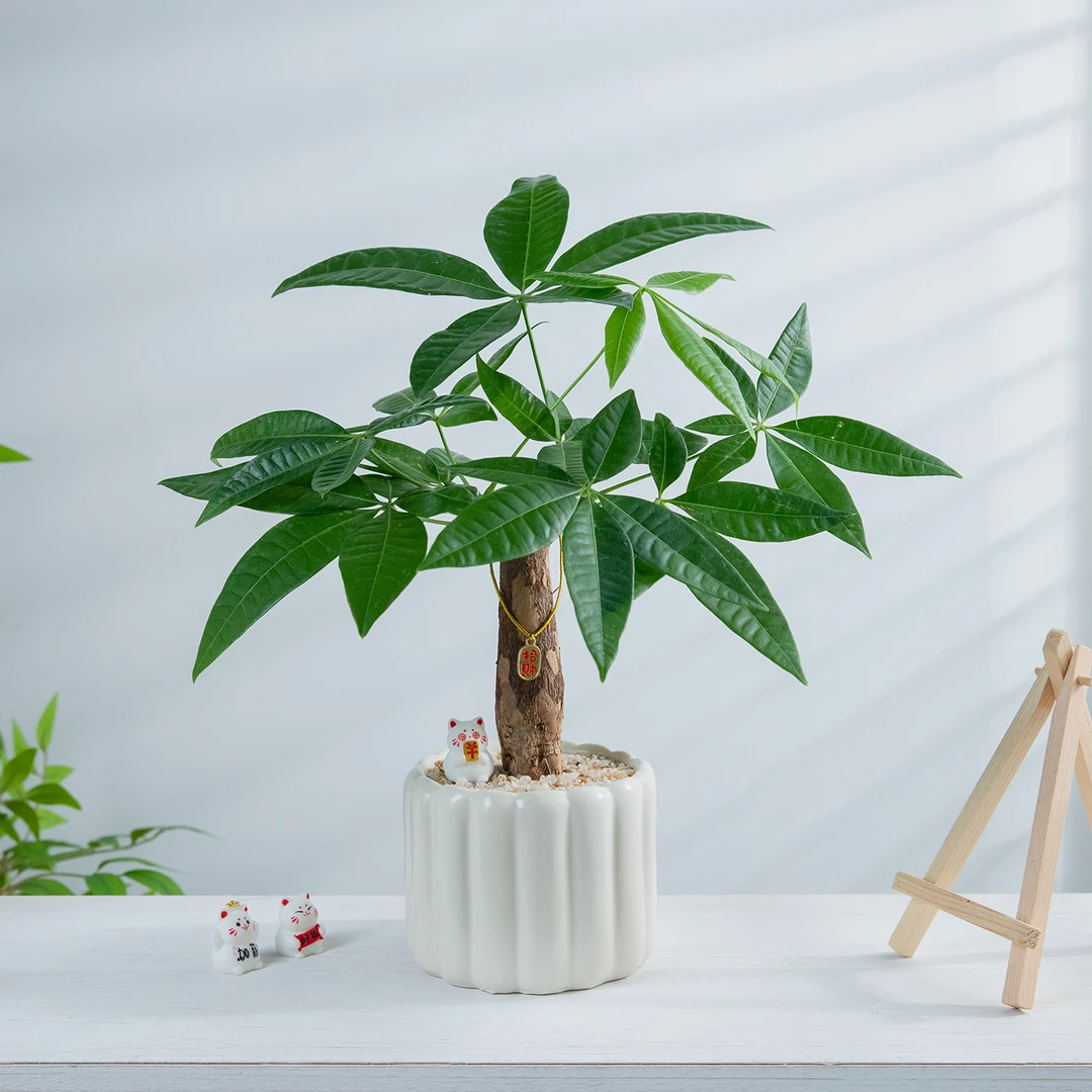 发财树盆栽植物室内客厅办公室桌面绿植摆件懒人好养四季常青送礼