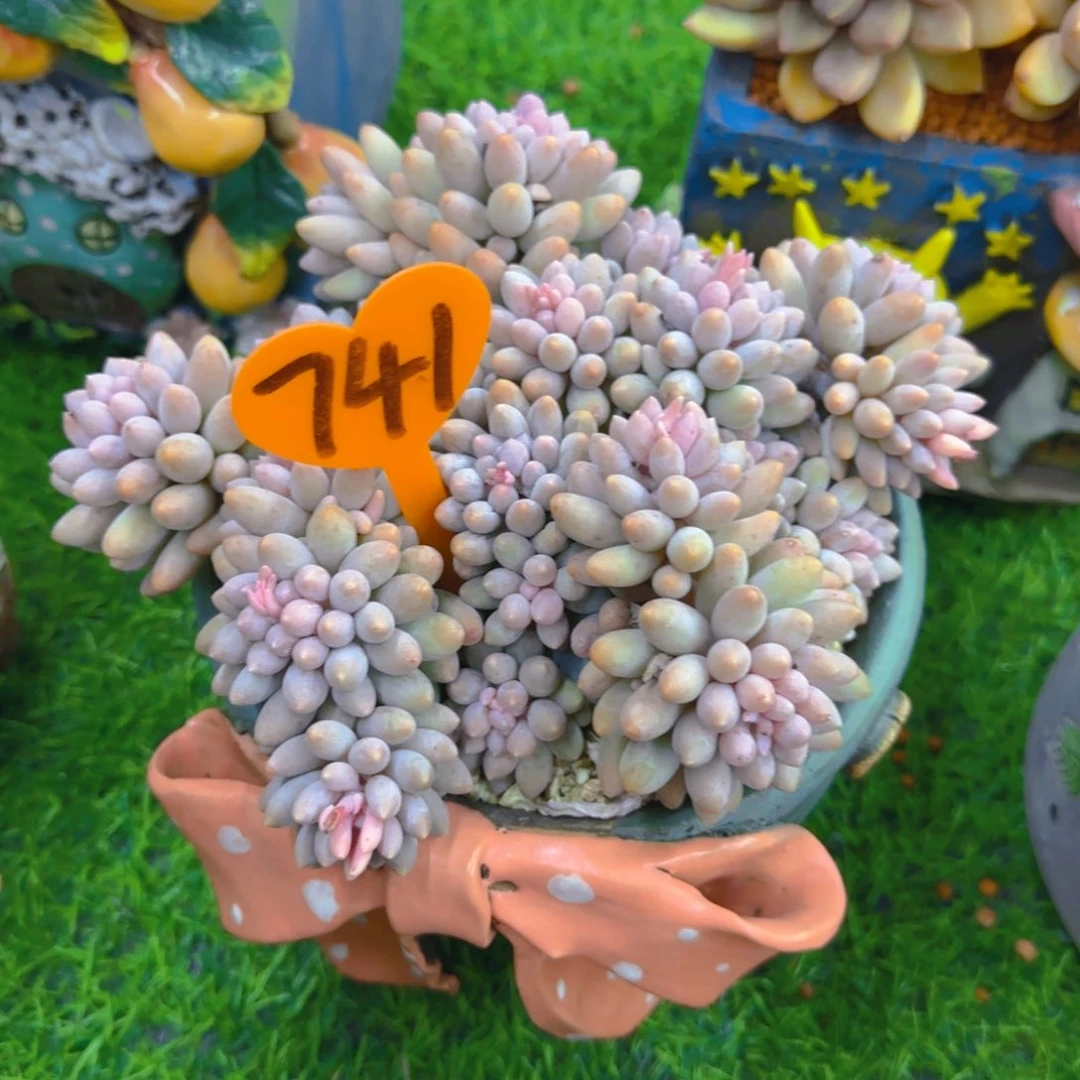 乐*?741多肉植物一物一拍