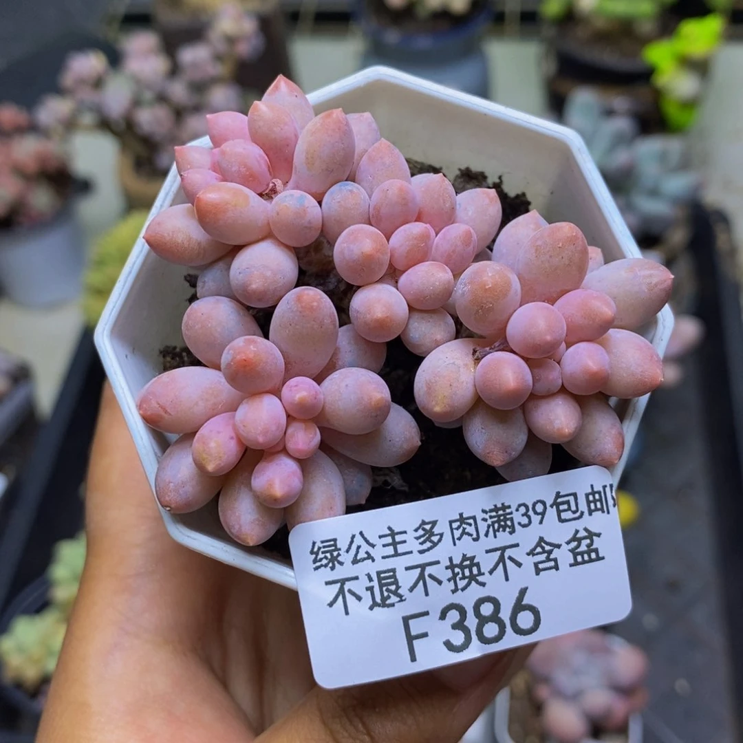 386婴儿手指多肉5c m