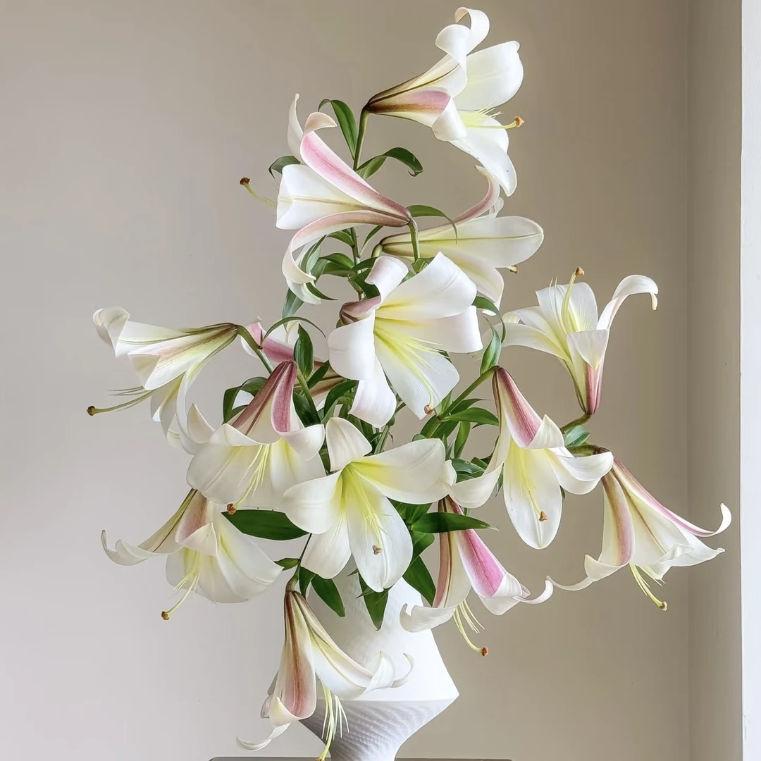 【花之物语】东方月亮百合 包邮